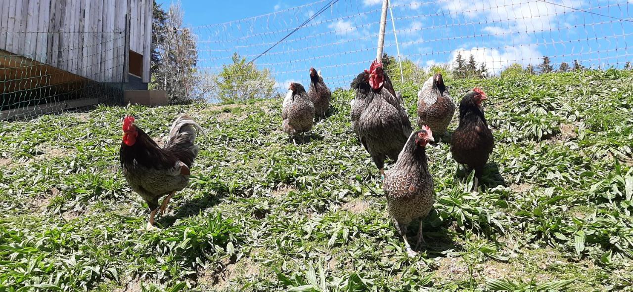 Ferienwohnung Schoenenbuehl Hittisau Εξωτερικό φωτογραφία